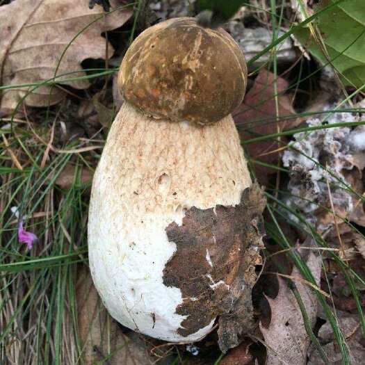 庄河市黄牛肝菌