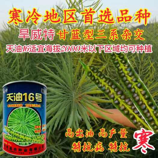 天油16号油菜籽种子  寒冷地区用油菜种子