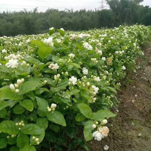 【坏单包赔】福州茉莉花茶大白毫 浓香耐泡花茶茉莉飘雪茉莉龙珠