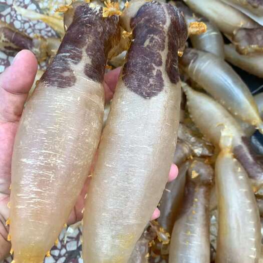 广州11-12头本港赤嘴鳘原型筒胶