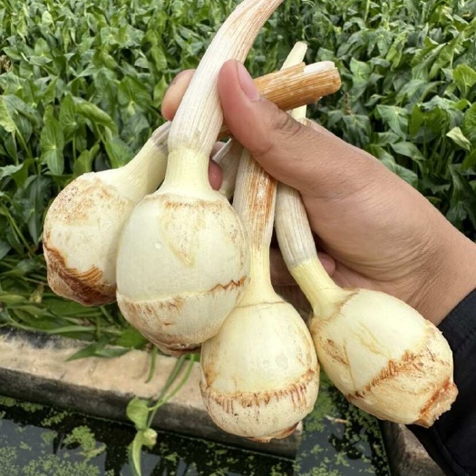 陆良县云南茨菇，云南慈姑，白肉慈姑，白肉茨菇