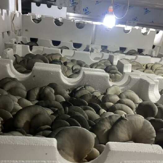鲜品 平菇