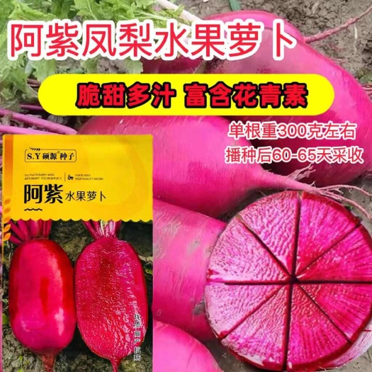 沭阳县蔬菜瓜果萝卜种子大全紫红萝卜种籽阿紫水果萝卜种籽秋冬种耐寒