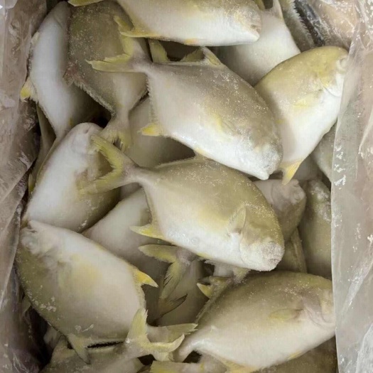 广州金鲳鱼