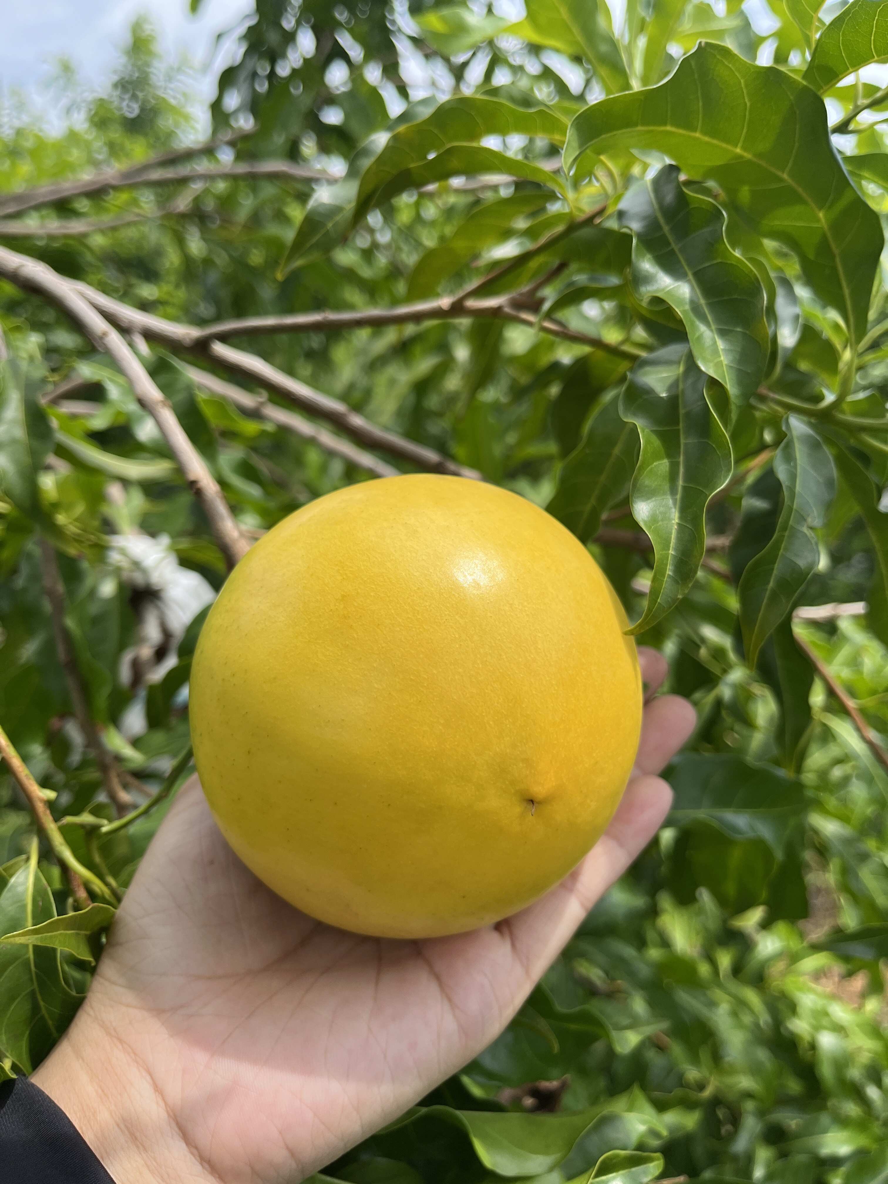 广东高州黄晶果