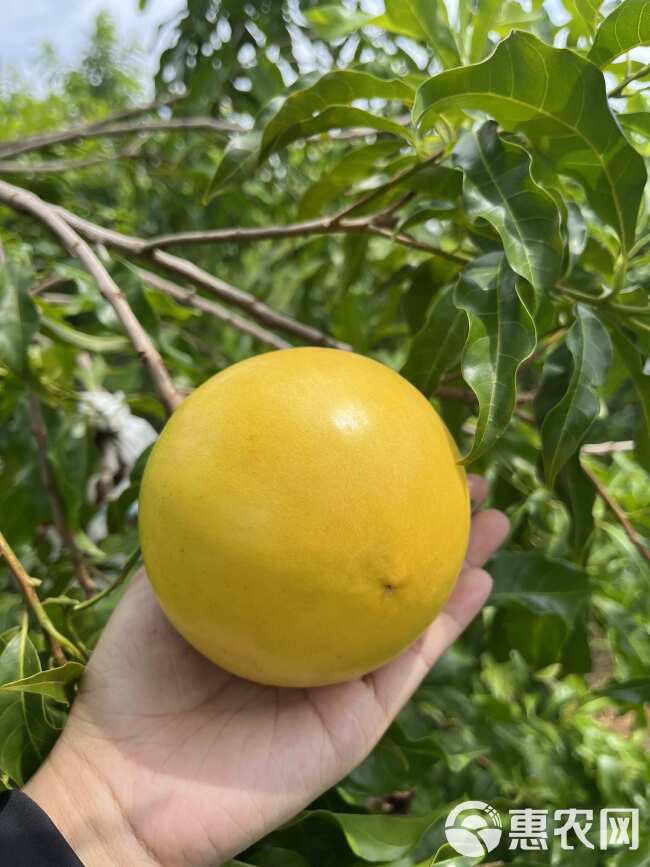 广东高州黄晶果