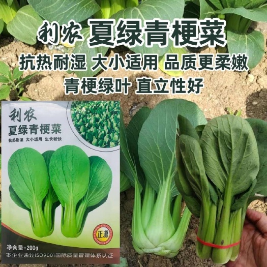 南京利农夏绿青梗菜种子耐热耐雨强青梗绿叶小青菜种籽抗热小油菜种籽
