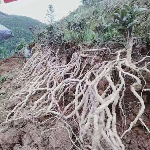 怀集县巴戟