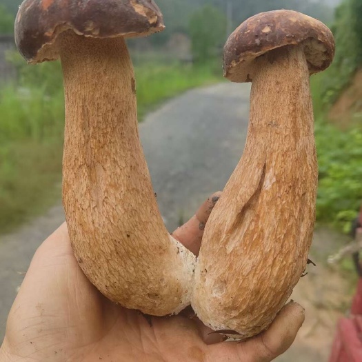 青川县野生牛肝菌
