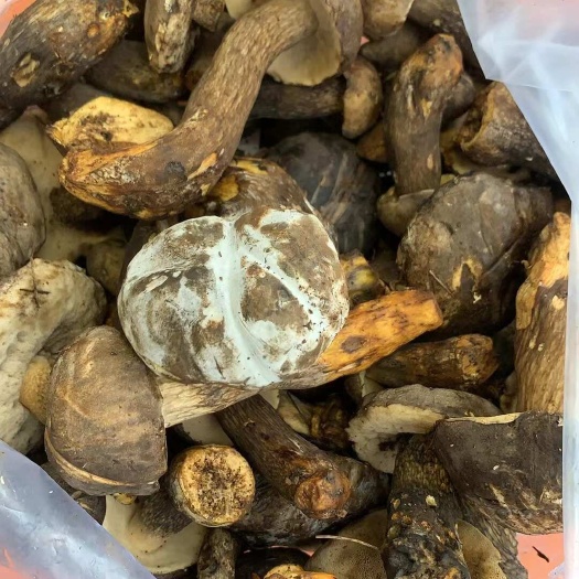 梁河县黑牛肝菌