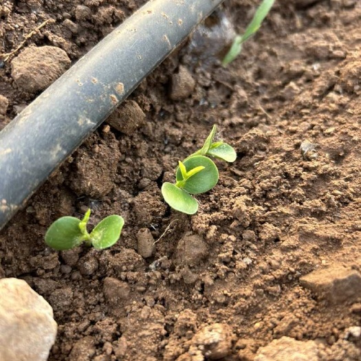 枣庄药用双仁酸枣苗纯野生培育大型基地种植技术推广品种