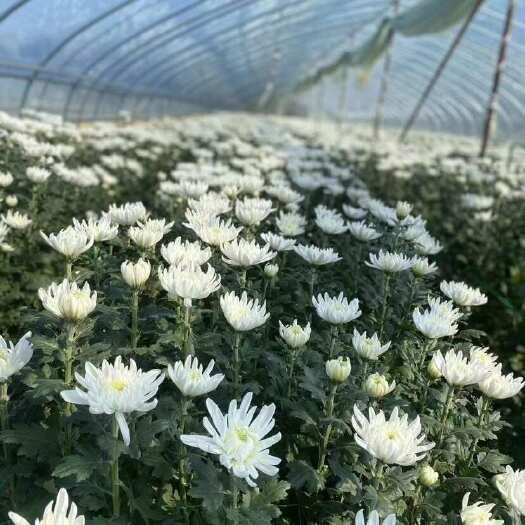 新沂市菊花