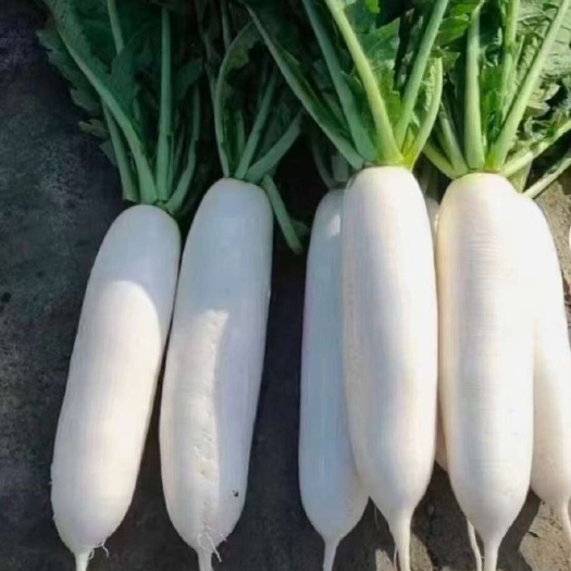 长阳县白萝卜