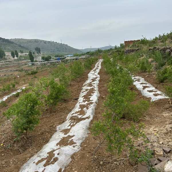 双仁酸枣苗纯野生培育大型基地种植技术推广品种