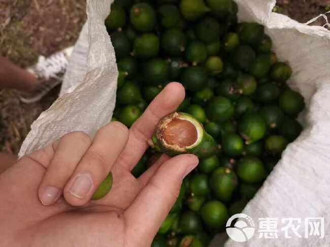 云南夏威夷果 坚果