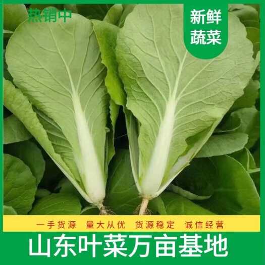 快菜 奶白菜 杭白 毛白菜