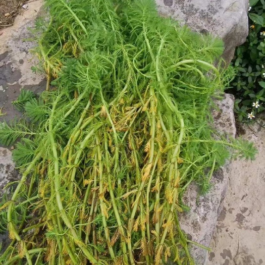  粉绿狐尾藻