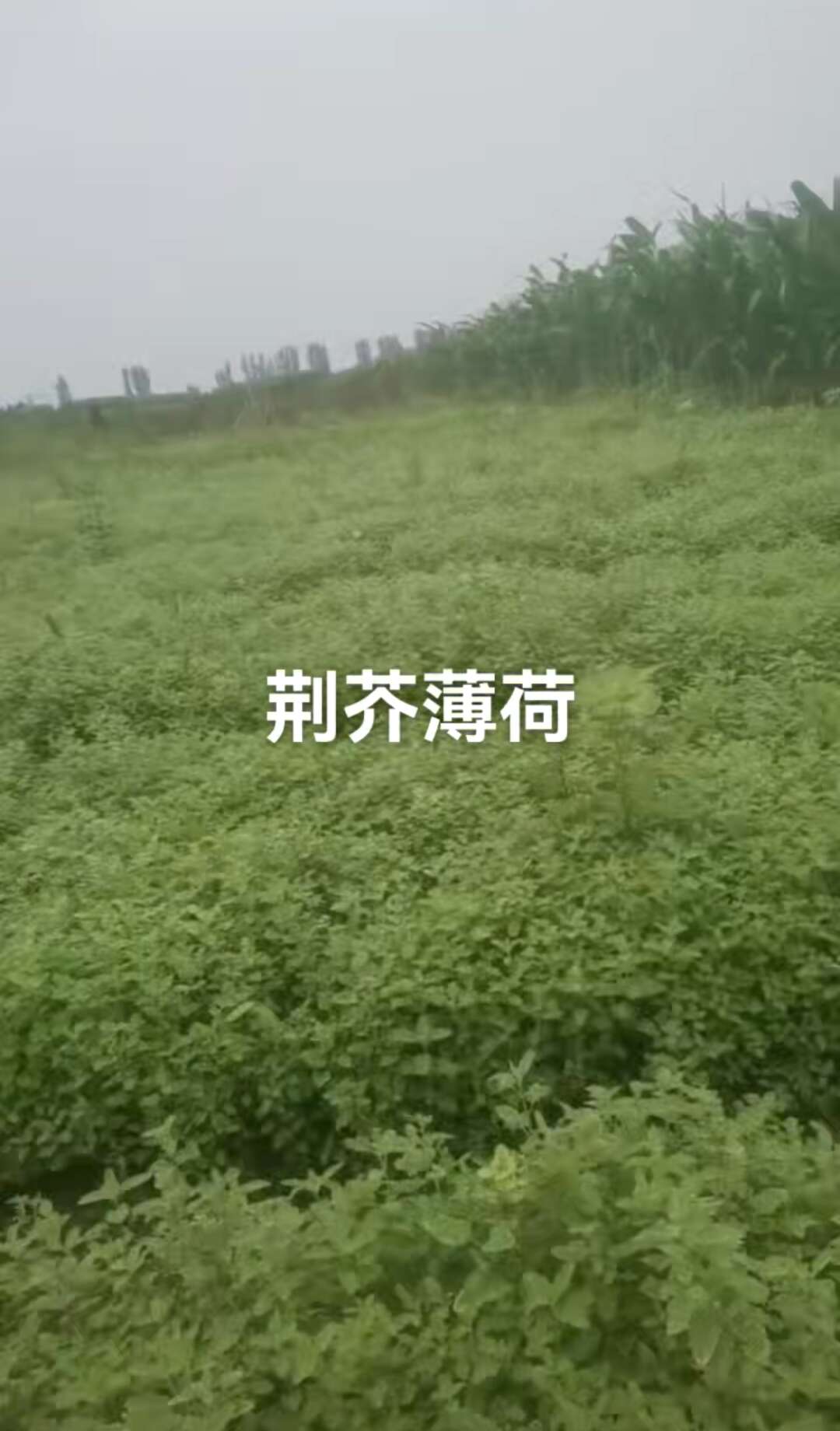 荆芥薄荷