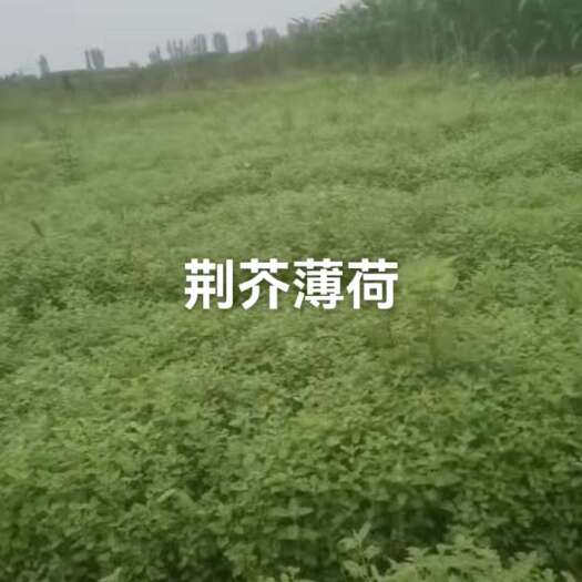 定州市荆芥薄荷