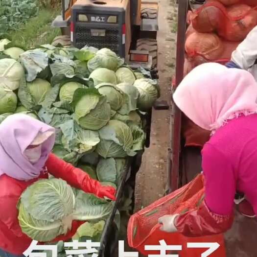 西吉县宁夏大铁头包菜上市了，加工厂看过来