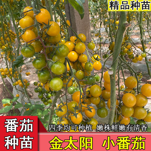 寿光市黄色樱桃番茄种苗籽四季播水果西红柿种菜苗秧苗露天大棚保护地种