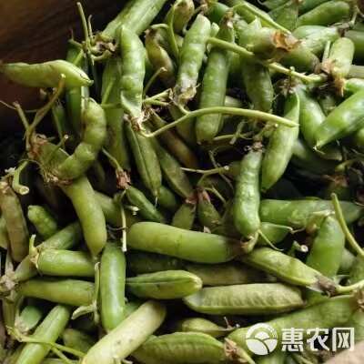 豌豆青豌豆青豌豆荚 颗粒饱满货源充足 产地直供欢迎来电可提供