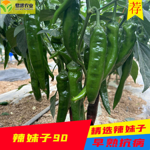 辣妹子苗子种子特辣辣椒苗四季春秋种植蔬菜南方新品种秧苗
