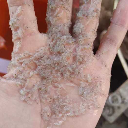 淄博精品糠虾冻盘，营养丰富，价格实惠