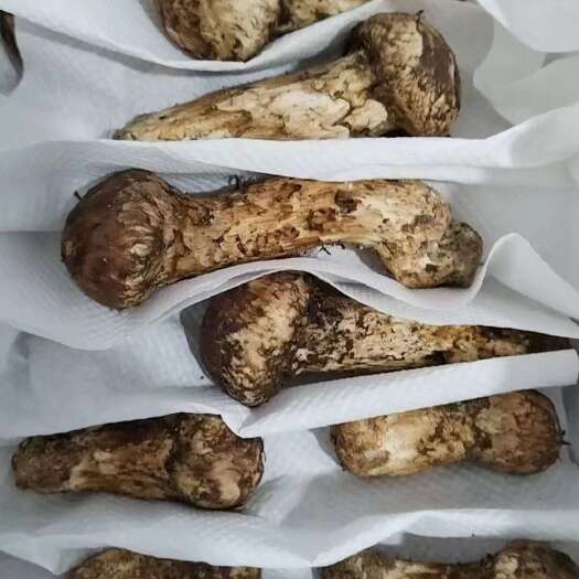 康定市松茸