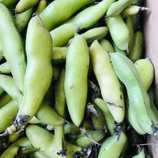 施甸县胡豆蚕豆云南绿心蚕豆大量上市产地直供欢迎来电咨询可提供电商货