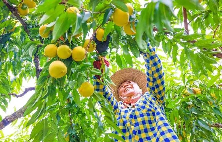  锦绣黄桃