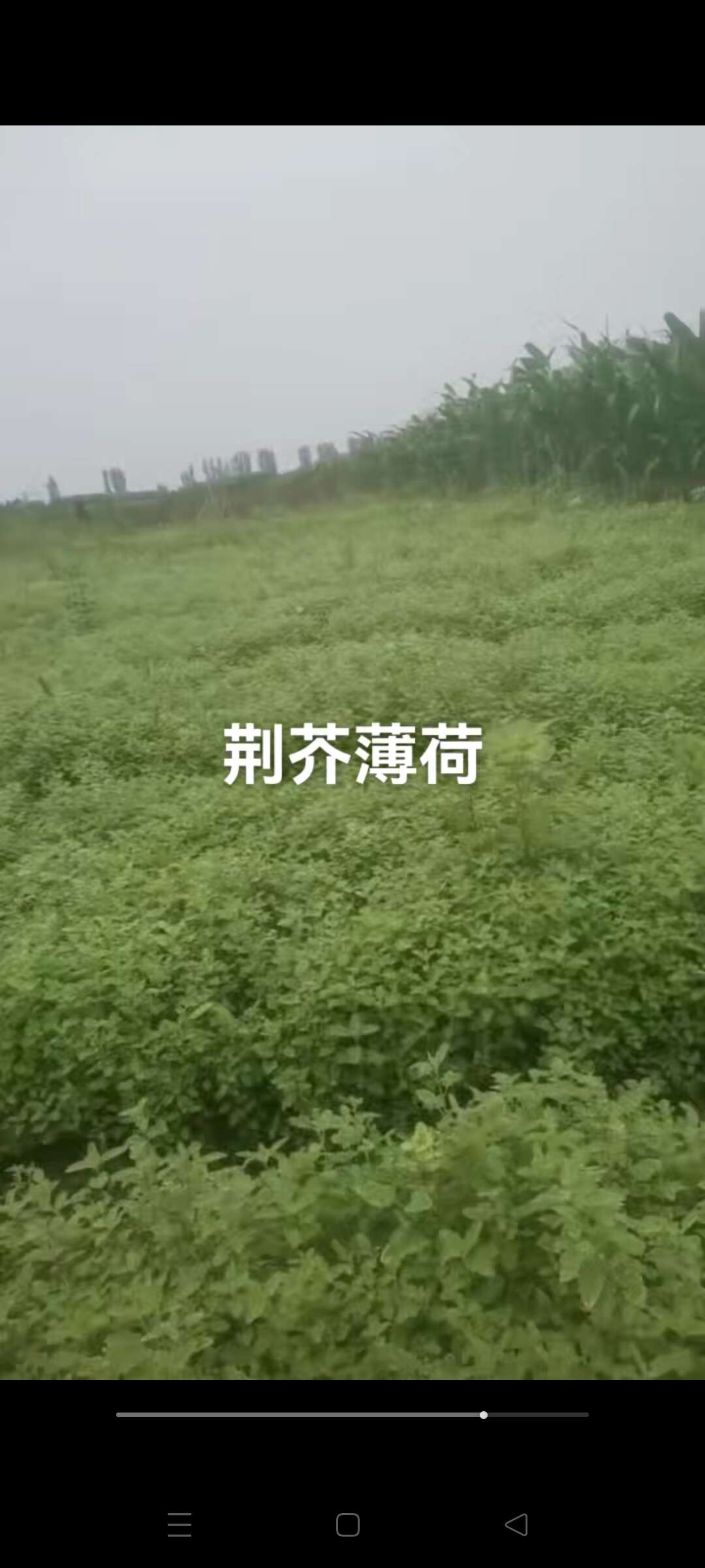 荆芥薄荷