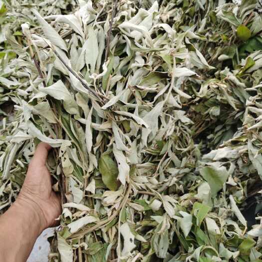 广南县羊耳菊，白面风，叶子干货