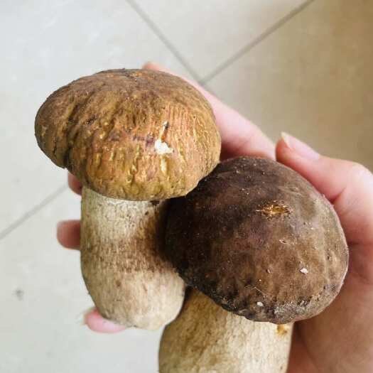 永吉县东北大腿蘑菇美味牛肝菌云南牛肝菌鲜货