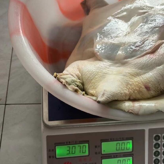 嘉兴生态甲鱼，