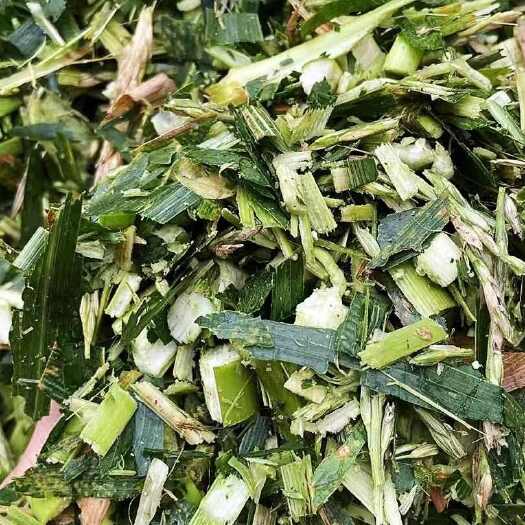 牟定县青储玉米料