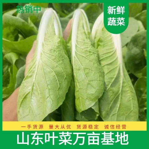 小白菜奶白菜快菜 产地直供 一手货源