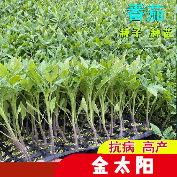 黄色樱桃番茄种苗籽四季播水果西红柿种菜苗秧苗露天大棚保护地种