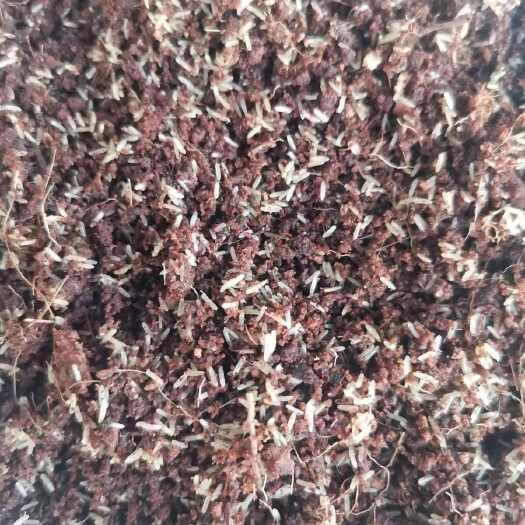 献县蟋蟀卵15一盒100盒赠送配方