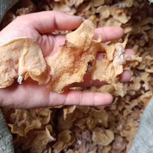 鱼台县羊肚耳自产自销 一手货源大量供货 价格便宜 欢迎合作