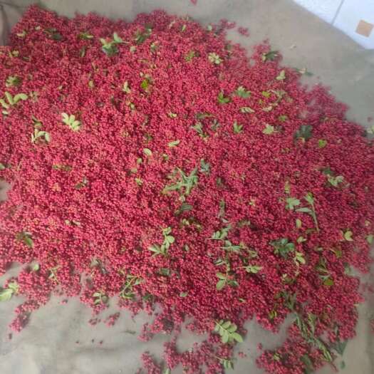 已经发货十几吨鲜花椒了   后面还有很多 更红更麻需要的请