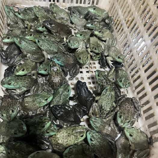 成都批发牛蛙，成都市免费配送到店，成都周边可上物流车