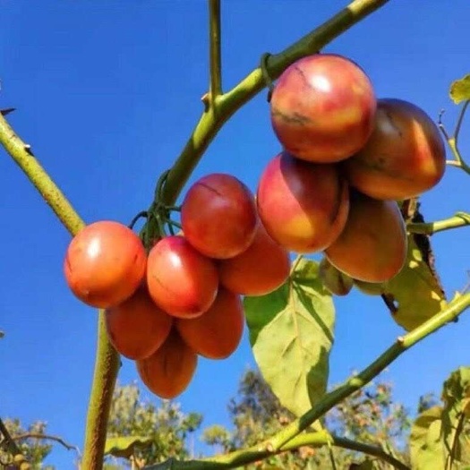 施甸县树番茄