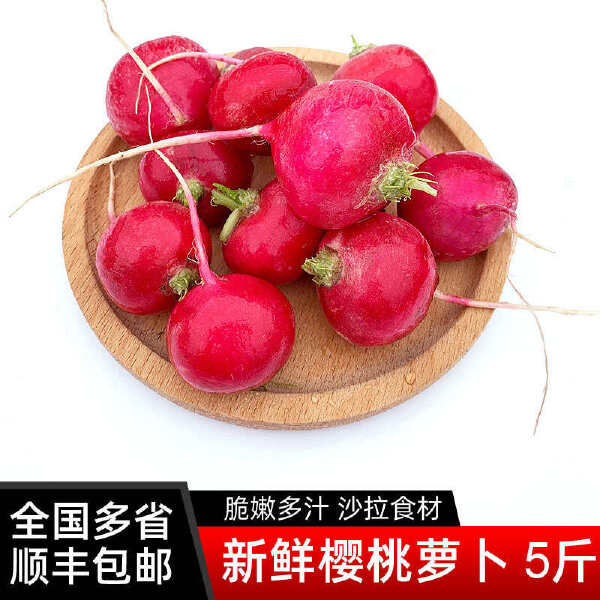 新鲜樱桃萝卜 迷你小红萝卜水果圆萝卜生吃蔬菜西餐沙拉食材