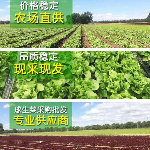 新鲜球生菜20斤汉堡用球形圆生菜西生菜西餐食材沙拉色拉蔬菜批