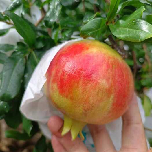 会理市突尼斯软籽石榴
