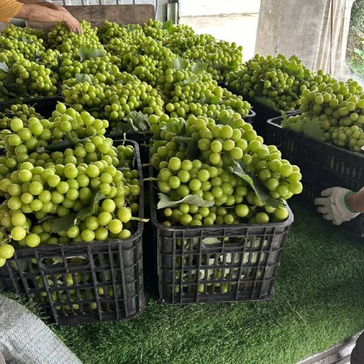 自家阳光玫瑰，果香浓郁，独特的口感，细腻爽口，