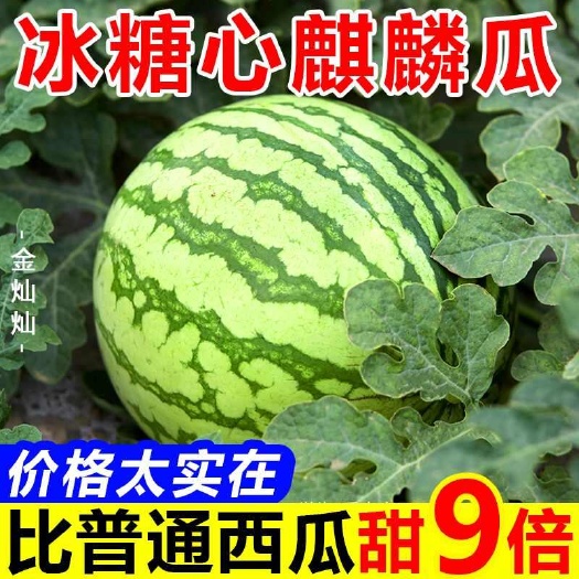麟游县新鲜麒麟西瓜8424薄皮超甜新鲜应季有籽水果（包邮）