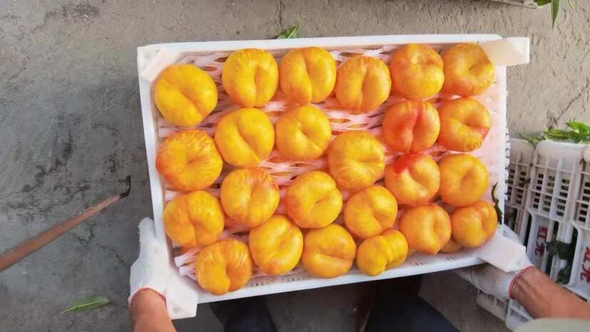 张家口蟠桃