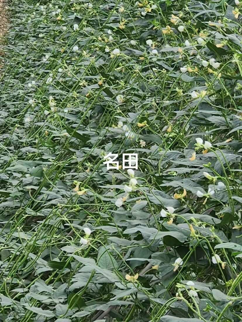 淡黄花豆角种子耐热豆角双颊结的多 条长90cm顺直肉厚不鼓包